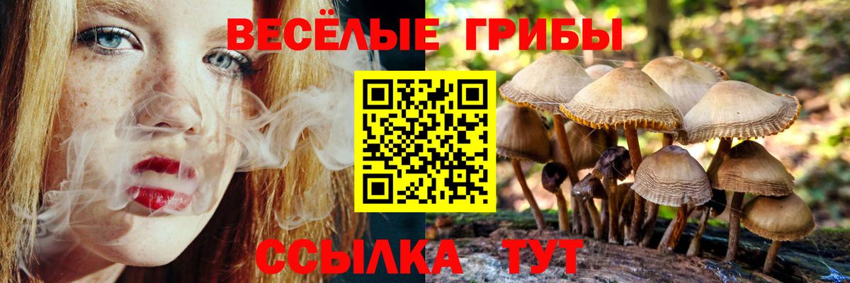 Котлас  Галлюциногенные грибы Cubensis  Вход с VPN 